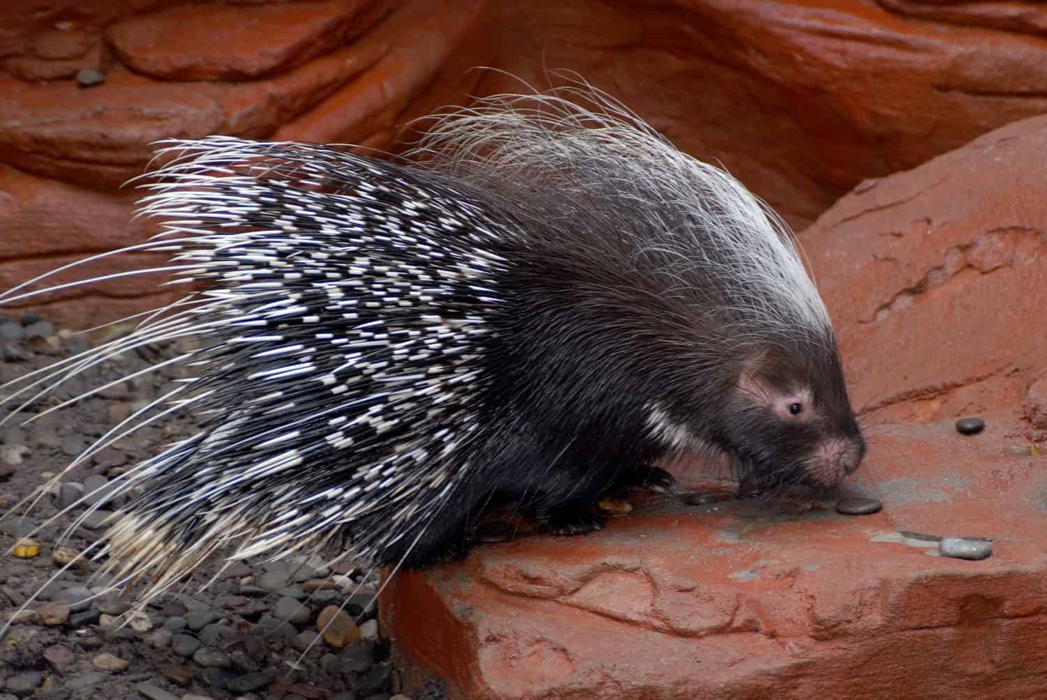 The 12 Largest Rodent Species in the World - A-Z Animals