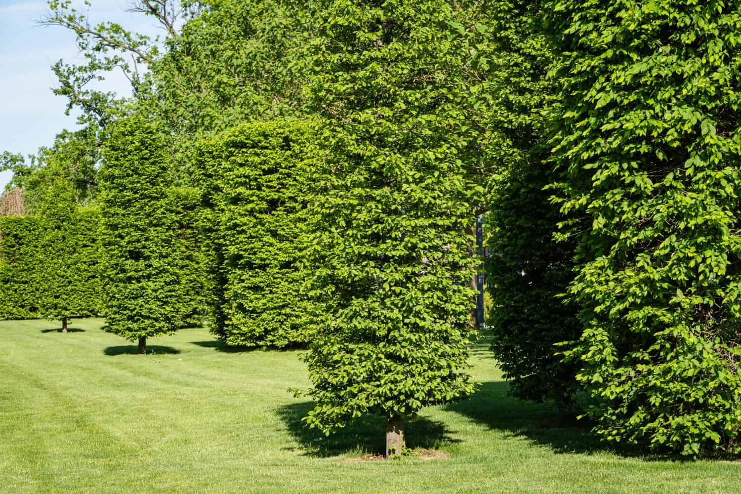 Hornbeam, common or European, trimmed in form of cylinders.  