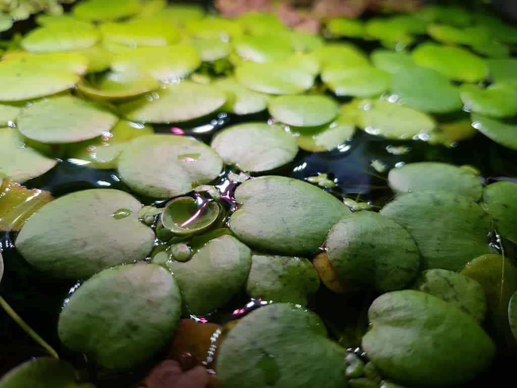 Closeup of dwarf water lettuce