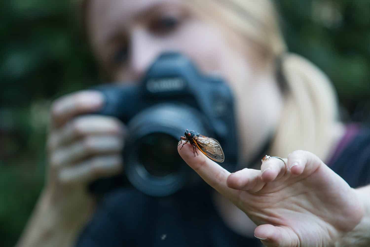 A woman photographs a periodical Brood X cicada with a digital camera. 