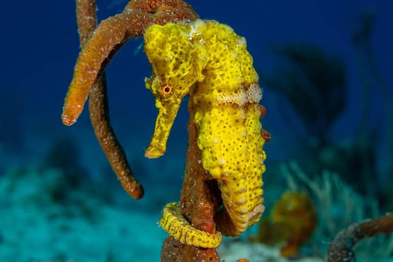 A beautiful yellow longsnout seahorse in a classic pose with his tail wrapped around some sponge. The creature was shot in the wild by a scuba diver on the reef in the Cayman Islands