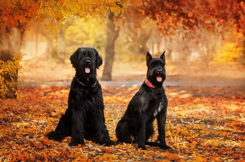 giant schnauzer dog lovely portrait in autumn park magic light cute pet