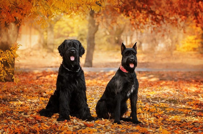 giant schnauzer dog lovely portrait in autumn park magic light cute pet
