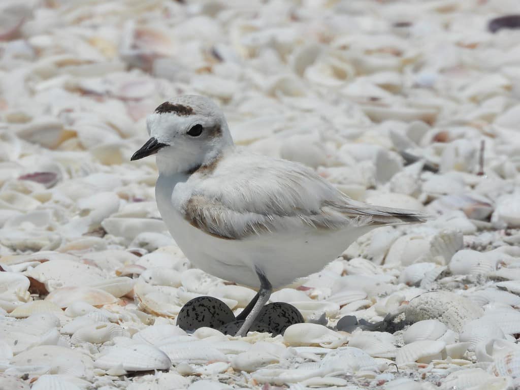 Snowy Plover with two eggs