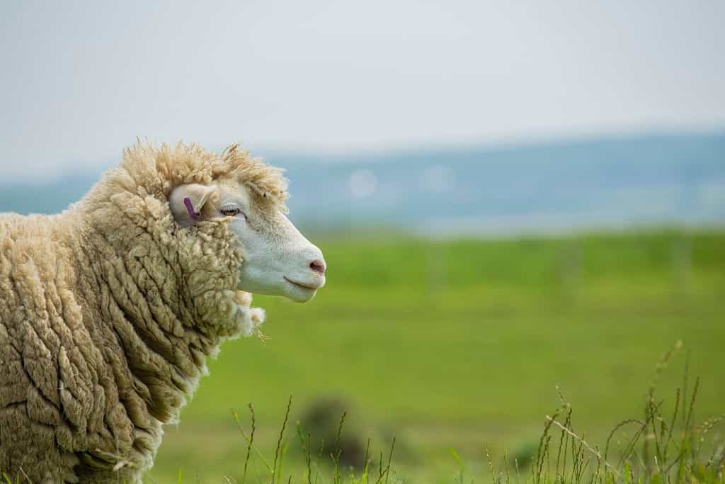 portrait of merino sheep looking over its pasture of summer green grass Devon uk England