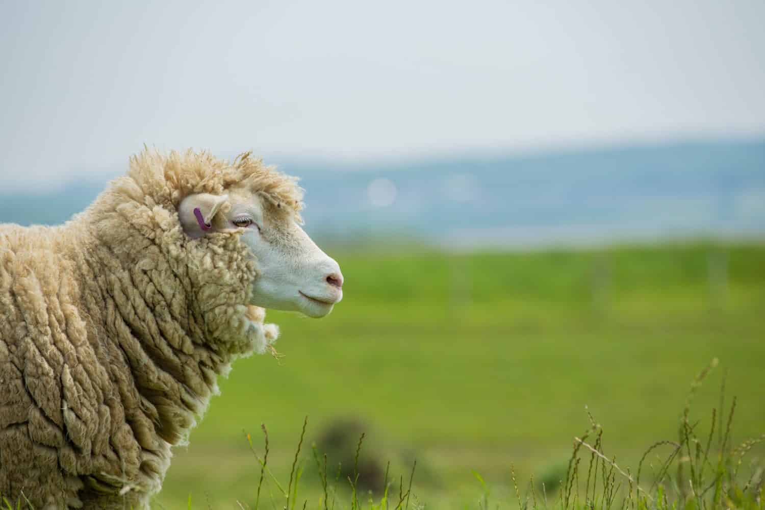 Sheep Prices in 2024: Purchase Price, Food Costs, and More! - A-Z Animals
