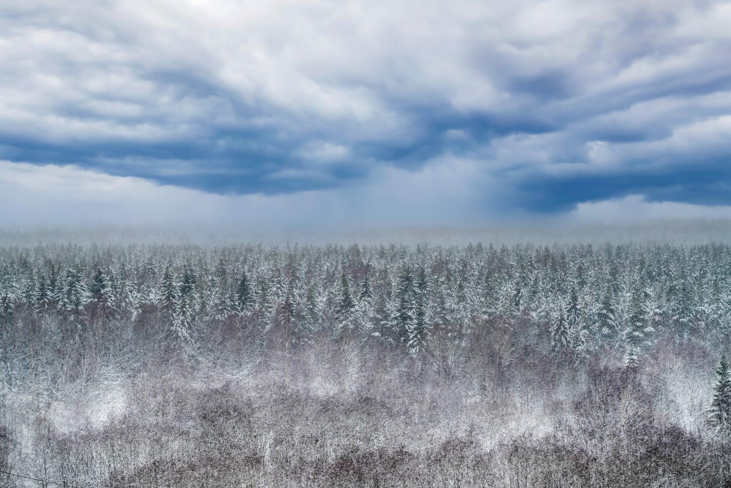 Winter taiga forest under snow, coniferous spruce, blue clouds, top view. Panoramic aerial view. Bright winter landscape.