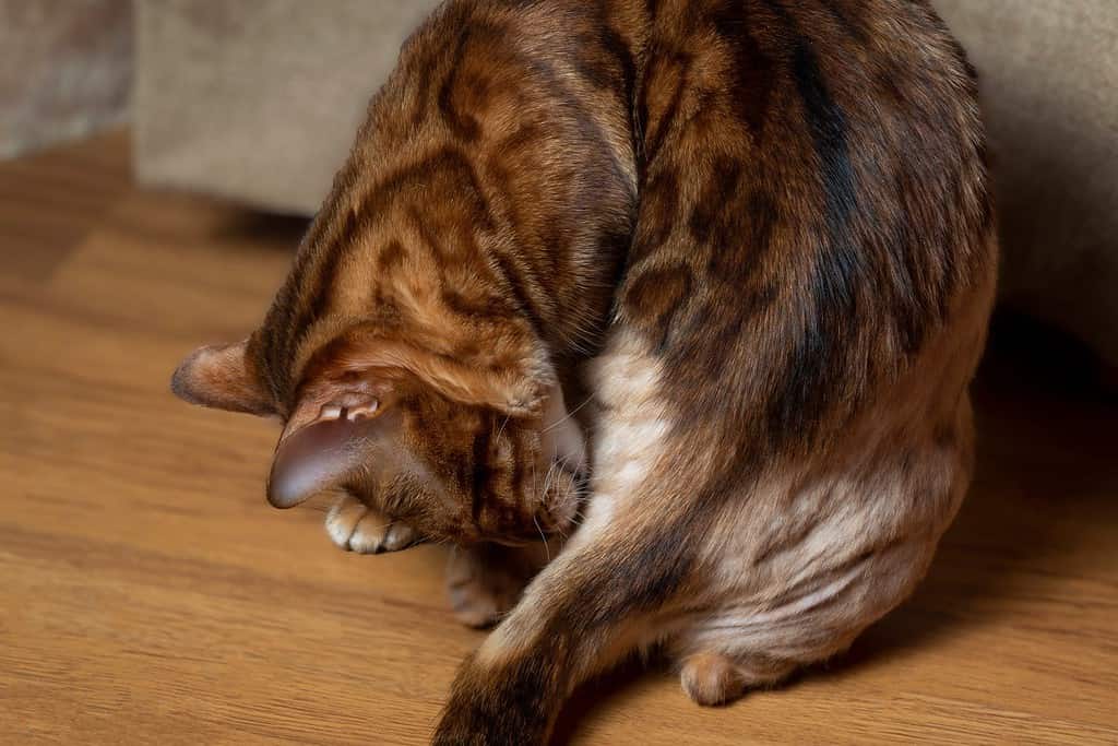 A Bengal cat licks its fur and bites fleas. The concept of infecting the skin of a pet. Alopecia and neurodermatitis on the animal's skin.