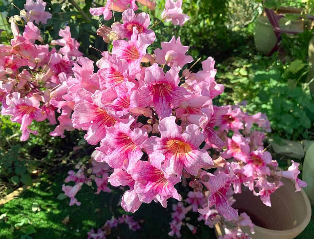 Blooming woody evergreen liana Podranea Ricasoli or pink trumpet vine