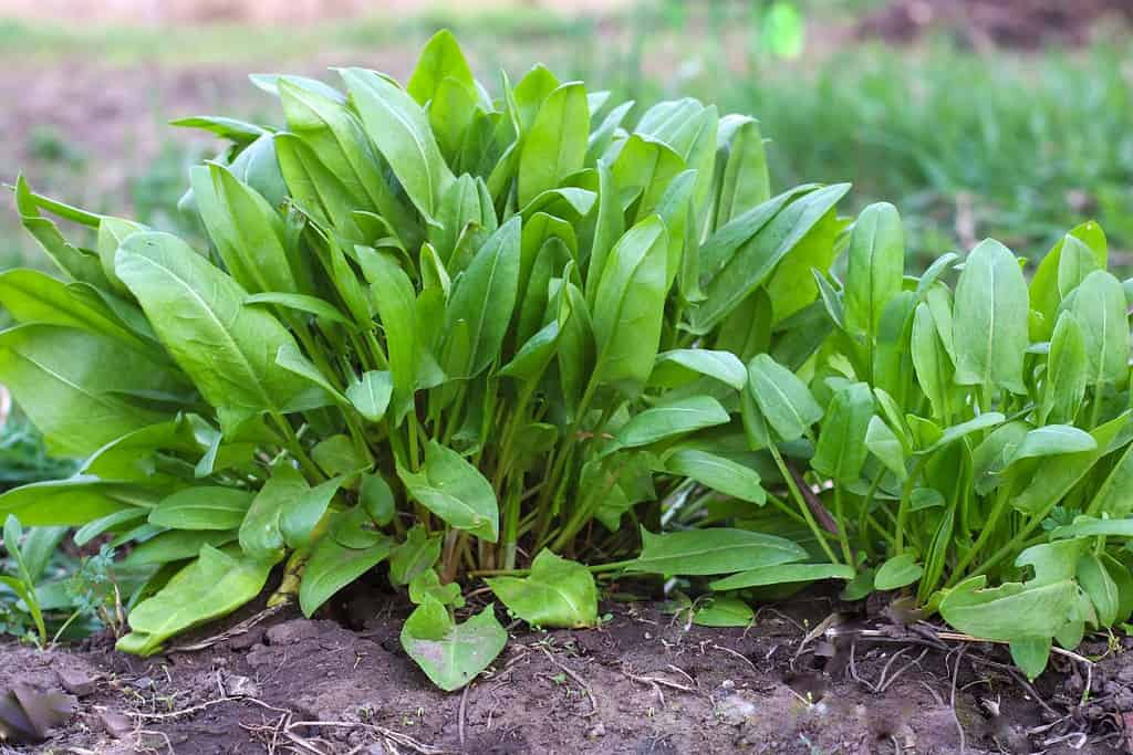 Sorrel. Beautiful herbal abstract background of nature. rumex acetosa. Perennial herb. Spring landscape. Popular cooking seasoning. Home plants, products. Gardening