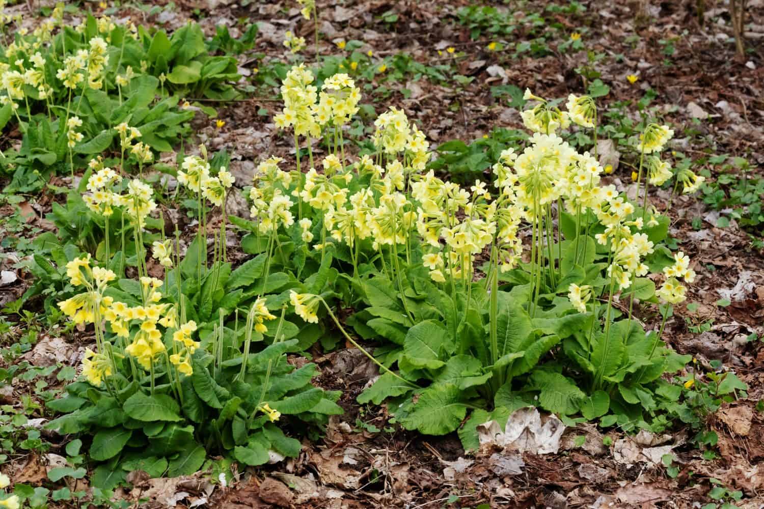 The light yellow flowers and leaves of the true oxlip (Primula elatior). The true oxlip is one of the first flowers to bloom in springtime.