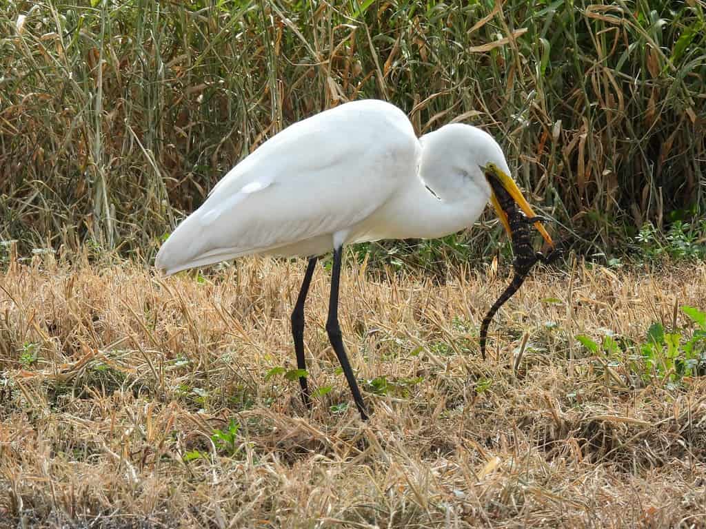 Great white heron eating a baby alligator in the Orlando Wetlands