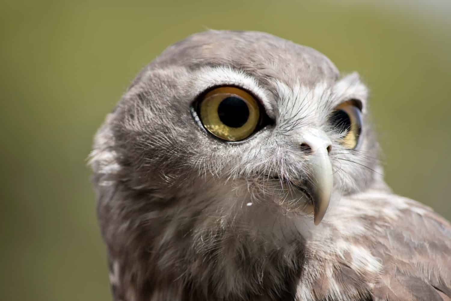 this is a close up of a  barking owl looking out for preditors
