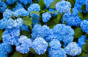 25 Fun and Interesting Facts About Hydrangeas photo