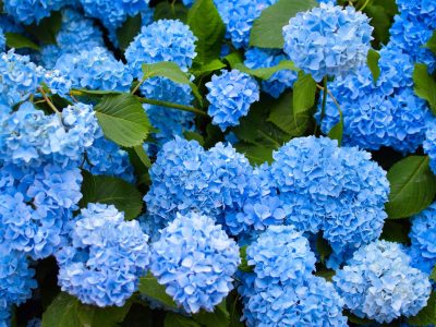 A 25 Fun and Interesting Facts About Hydrangeas