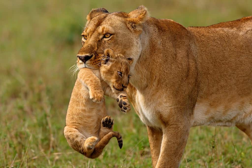 Lioness mother carries her baby to a new safe place in Masai Mara National Reserve, Kenya