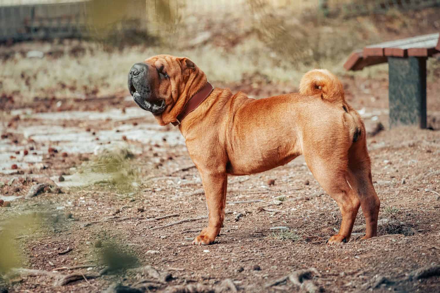 Shar Pei dog breed walking in park. Unusual and funny adorable pet from China. Adorable muzzle with numerous wrinkles and saliva secretions