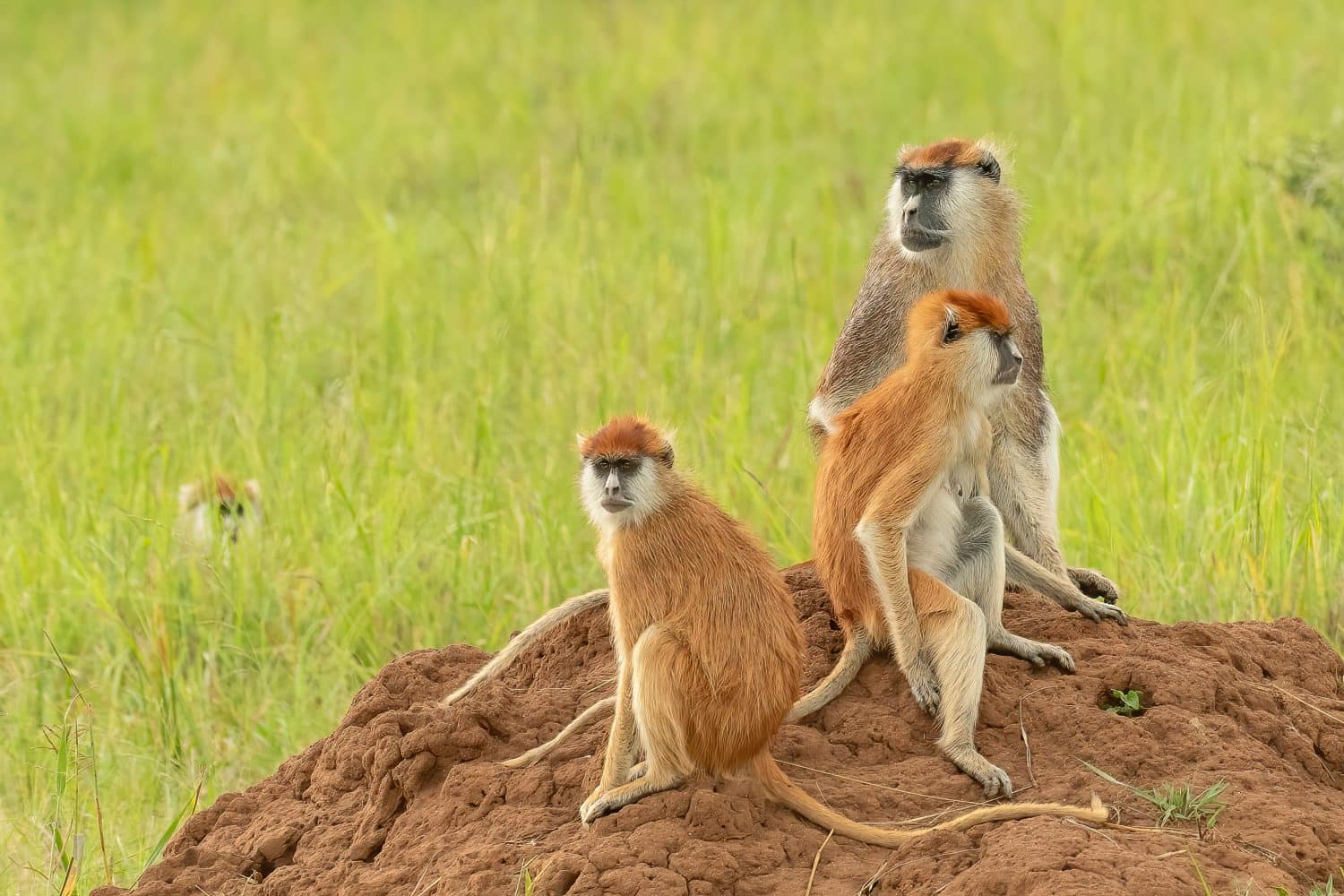 Family of Patas or Hussar monkey (Erythrocebus patas) the fastest primate siting on a termite mound, Kidepo Valley National Park, Uganda, Africa