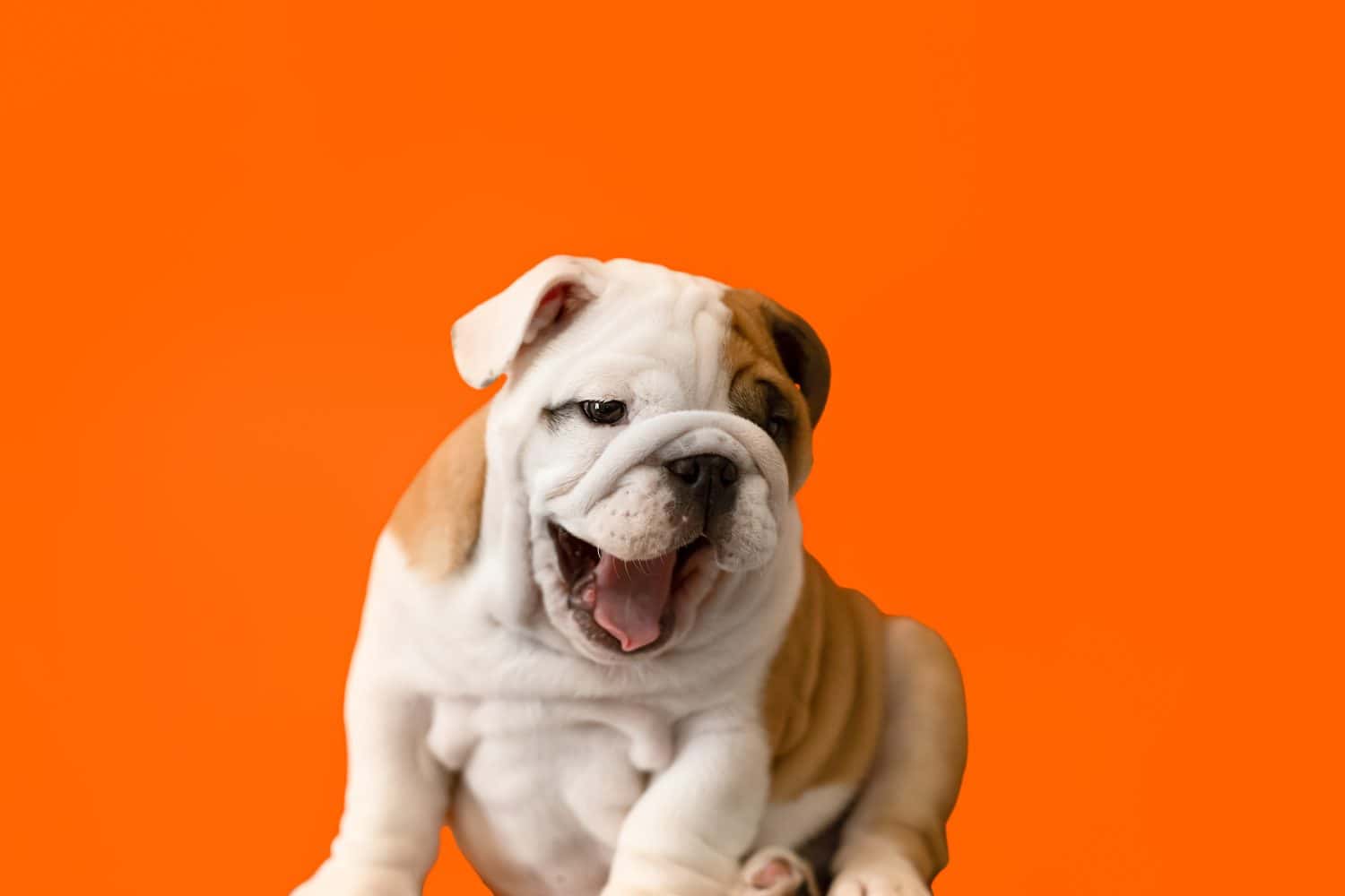 Funny English bulldog puppy on an orange background. Pets. A thoroughbred dog.