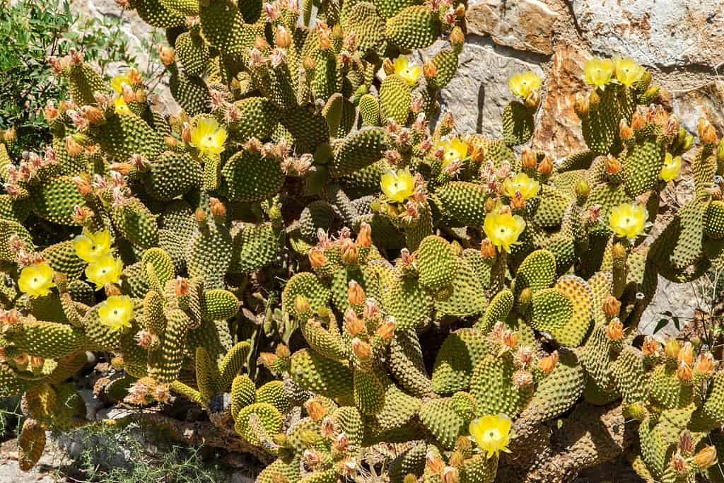 Blossom grassland prickly pear cactus (Opuntia cymochila) closeup as natural background