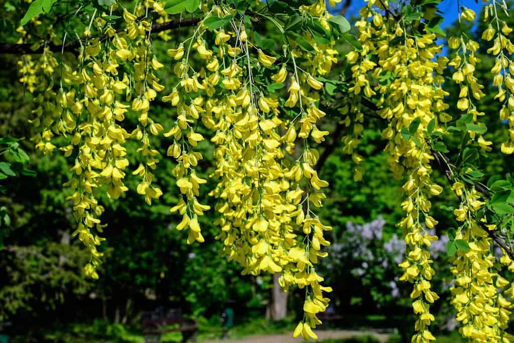 Tree with many yellow flowers and buds of Laburnum anagyroides, the common laburnum, golden chain or golden rain, in full bloom in a sunny spring garden, beautiful outdoor floral background