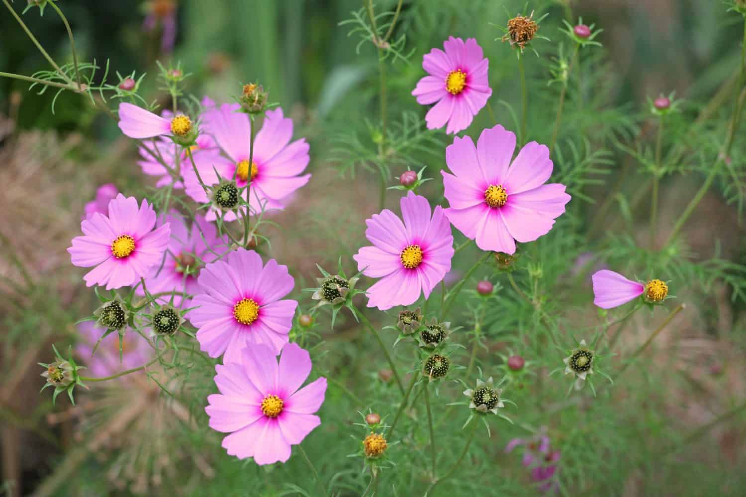 Pretty pink cosmos in flower. 