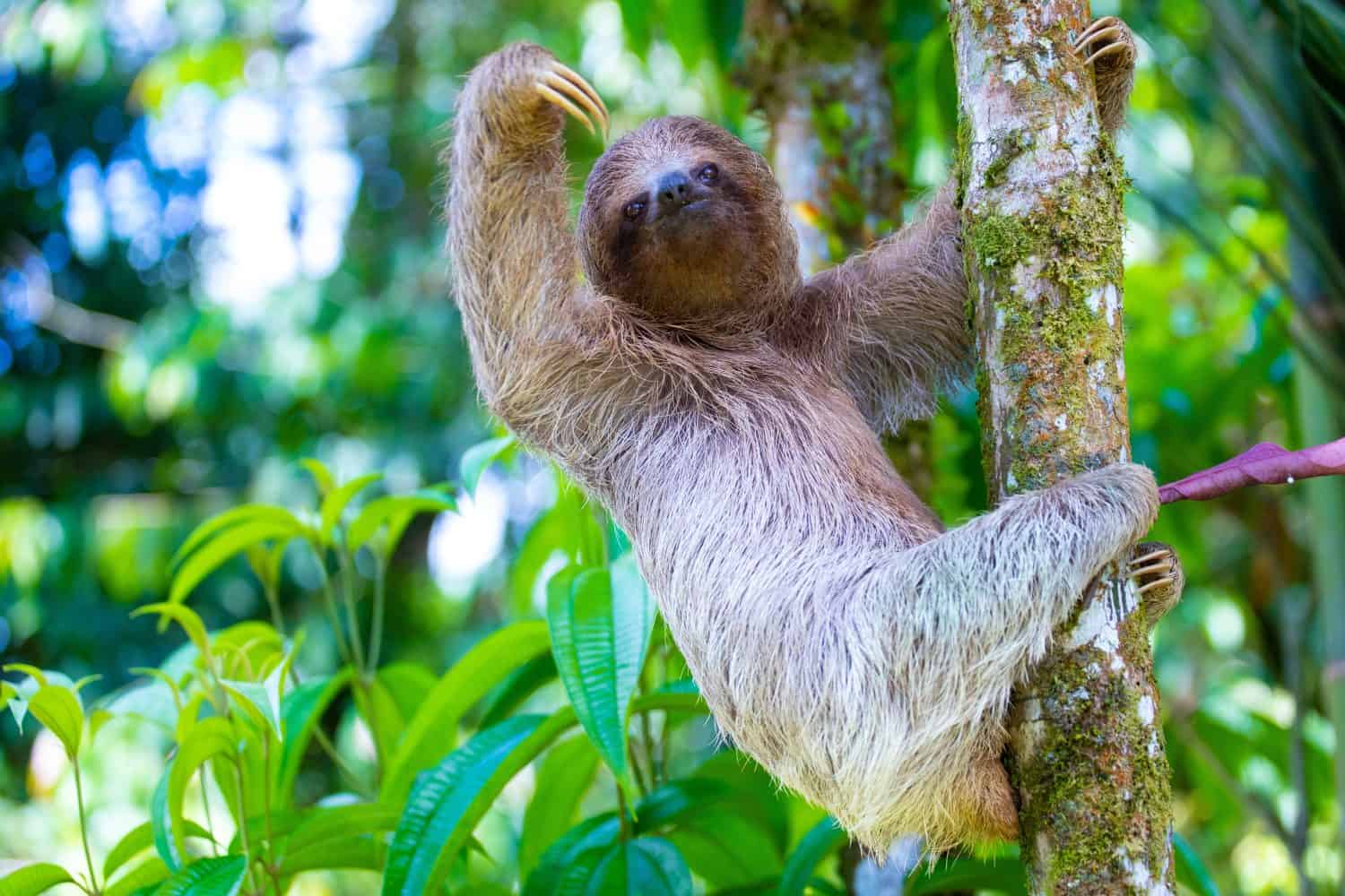 cute wild sloth portrait on a tree in costa rican rainforest 