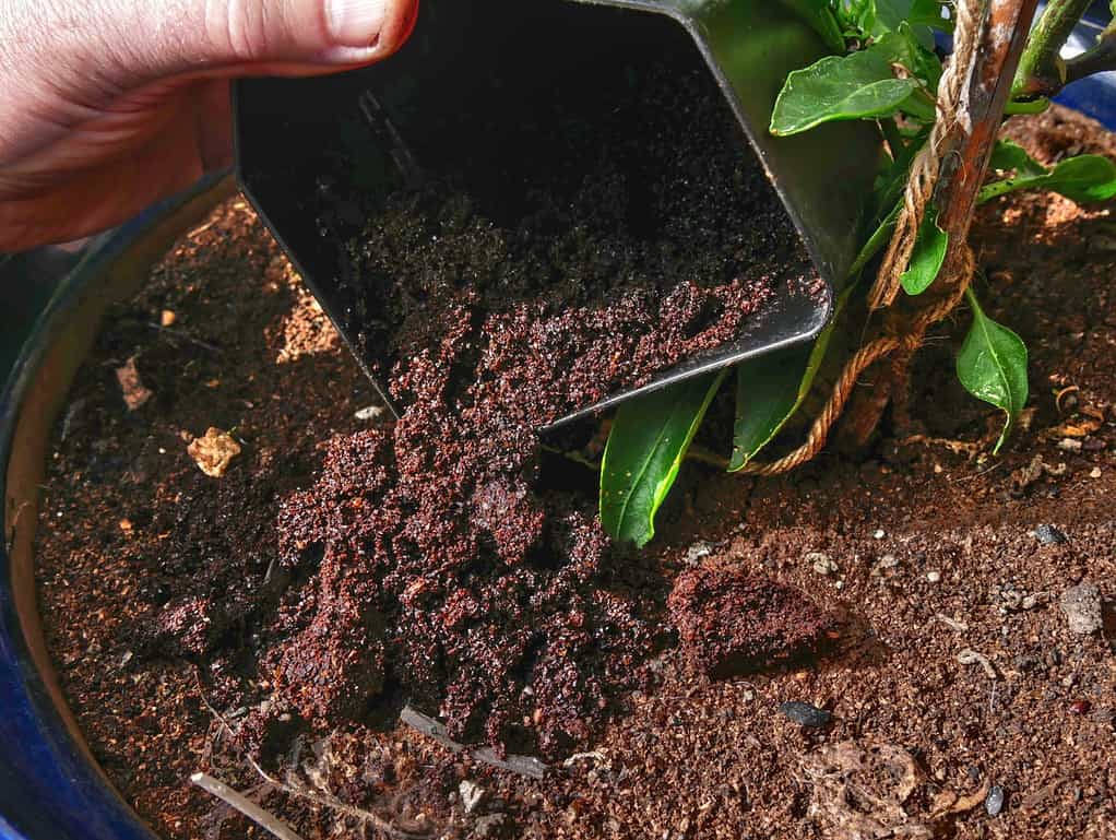 coffee grounds are poured at the feet of a plant