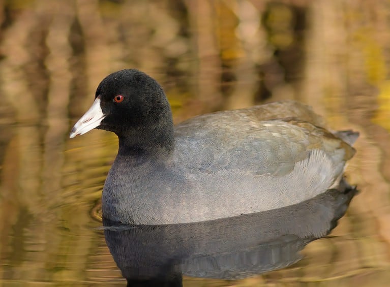 The waterborne American Coot is a plump, chickenlike bird with a rounded head and a sloping bill. Their tiny tail, short wings, and large feet are visible.