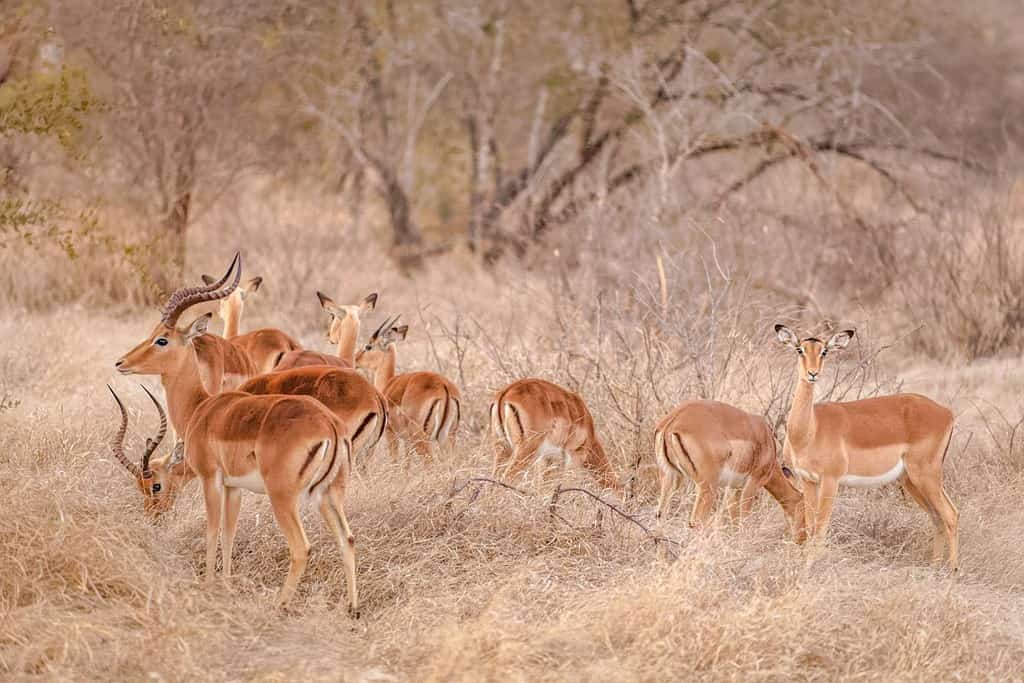 A herd of impala (Aepyceros melampus), Timbavati Game Reserve, South Africa.