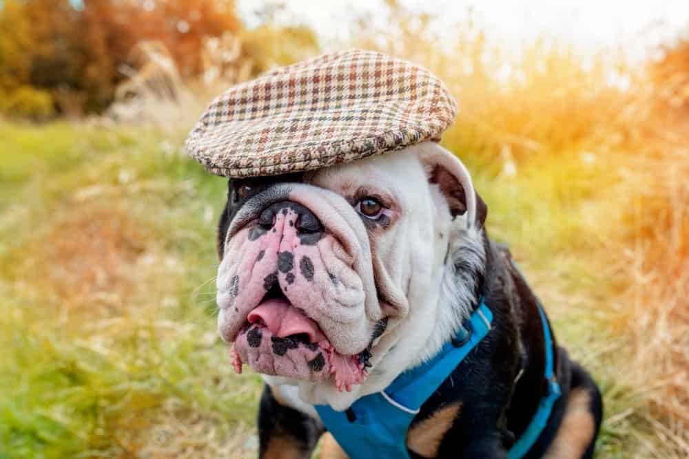 Portrait of funny  Black and white English British Bulldog wearing a classic English cap out for a walk sitting on  grass on Autumn sunny day