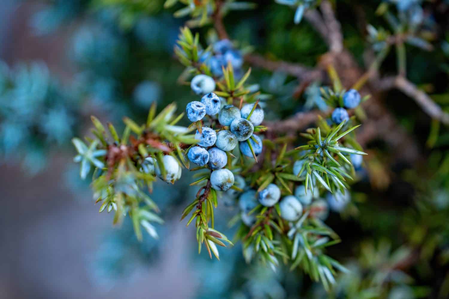 juniper a special spice from the forest
