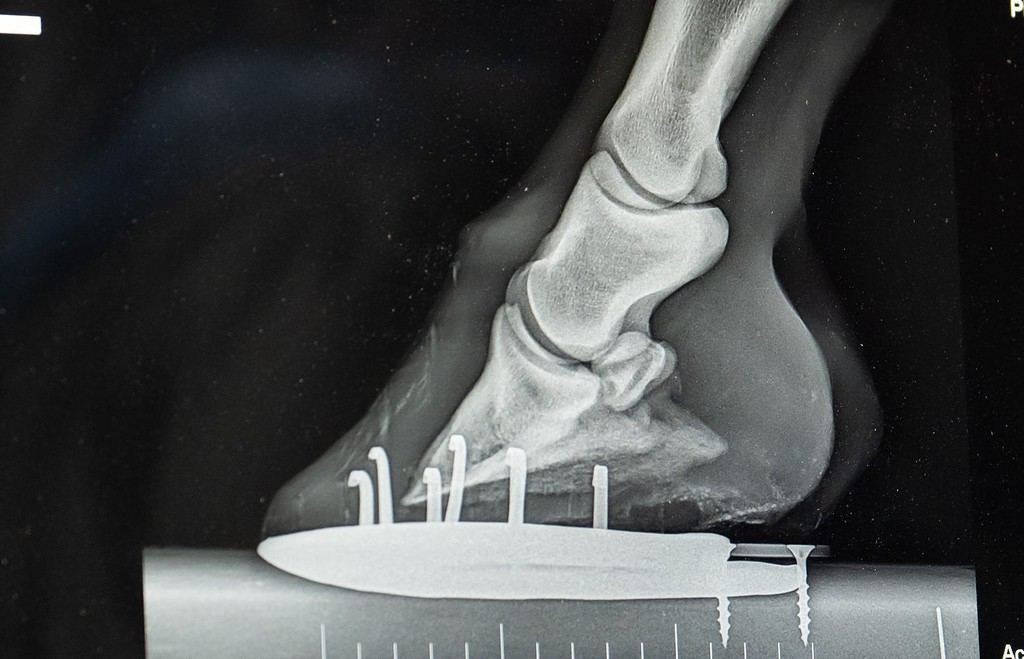 close up x-ray of horses lower front leg showing horse show and nails as well as hoof foot ankle and other lower equine leg bones x-ray taken by veterinarian to diagnose foot ir leg lameness issue