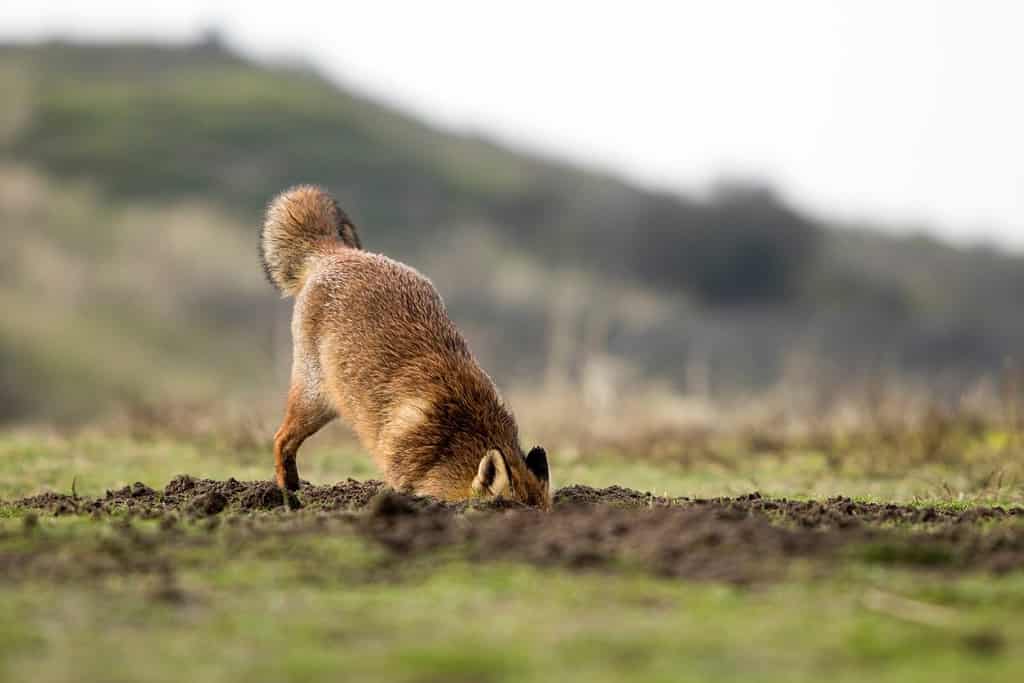 Red Fox Digging A Hole in A National Park