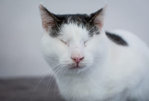 6 Types of Special Needs Cats Picture
