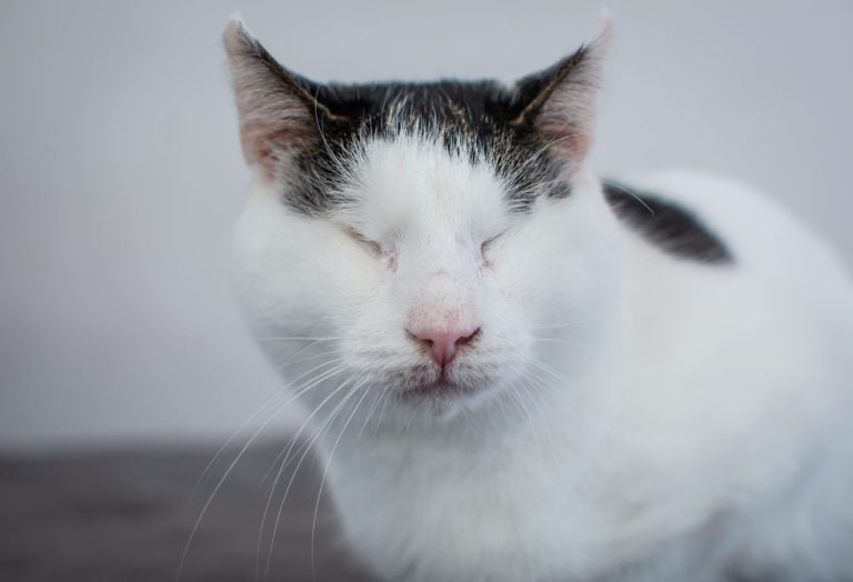 Blind cat rescued from the street