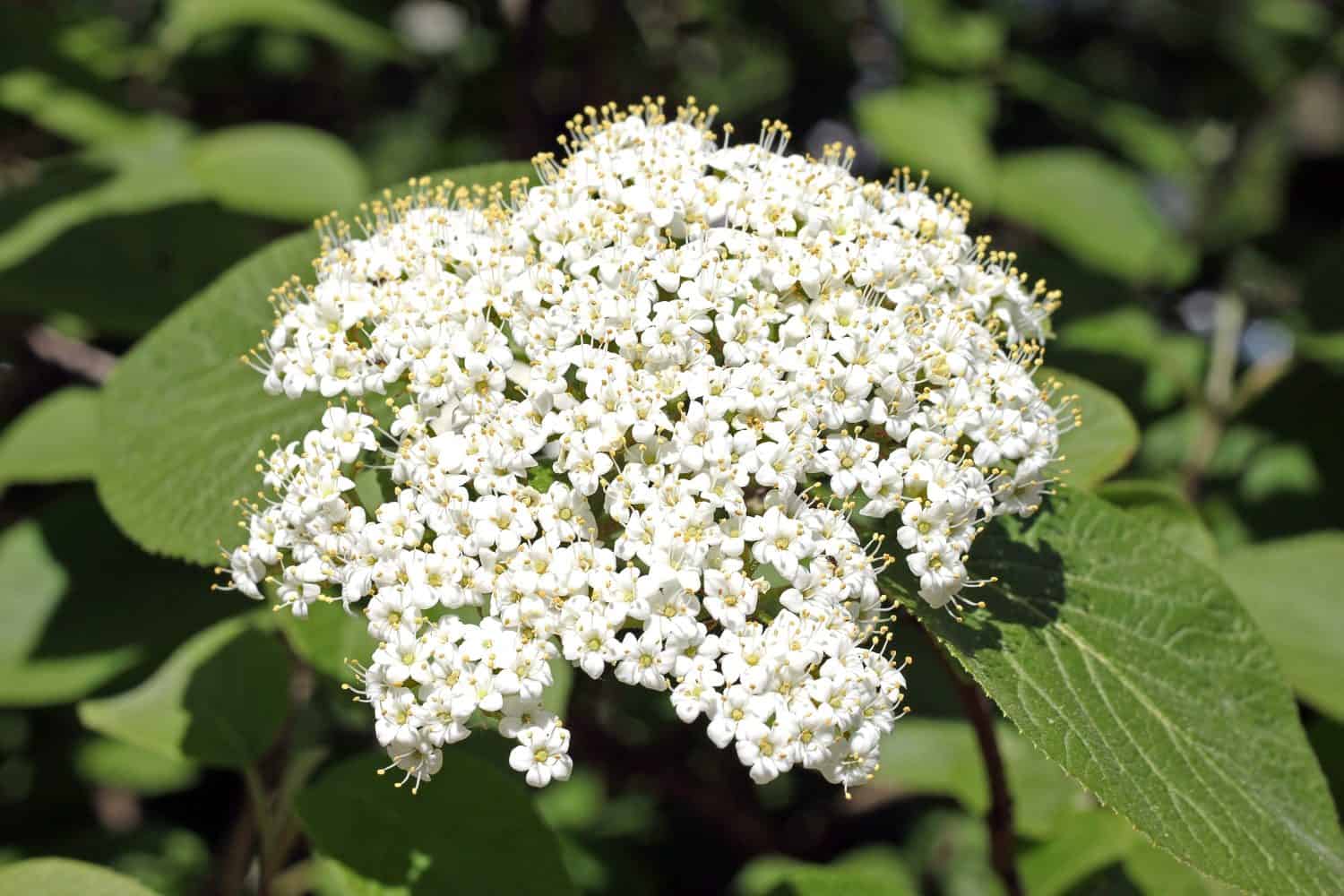 Viburnum lantana, the wayfarer or wayfaring tree, is a species of Viburnum, native to central, southern and western Europe