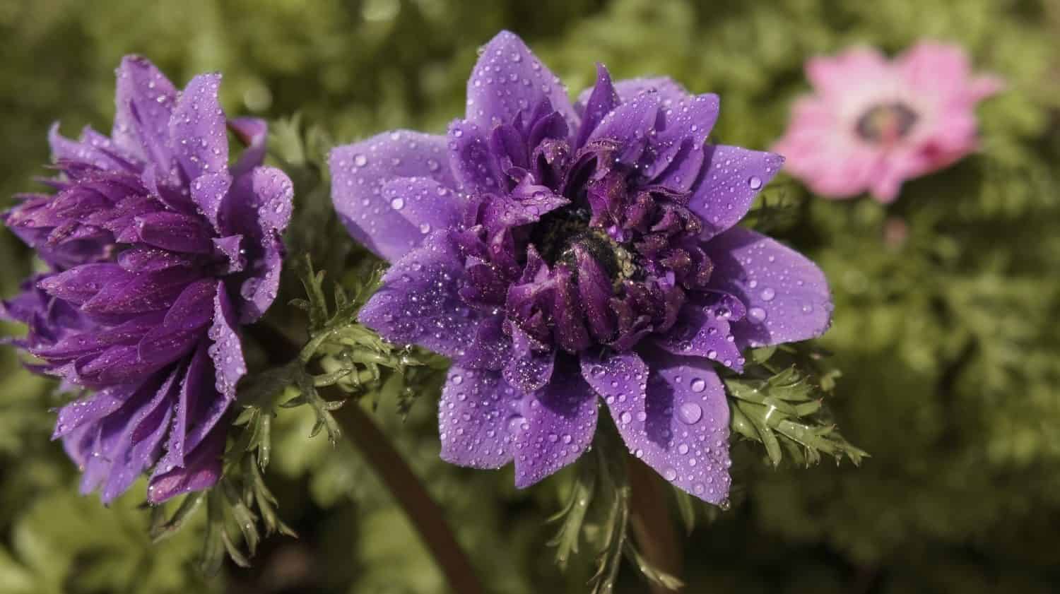 Anemone coronaria Lord Lieutenant semi-double velvet purple spring flower in the garden.