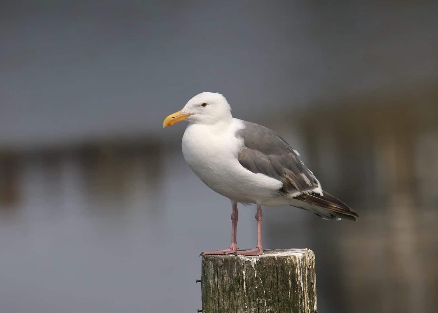 Western Gull (larus occidentalis) perched on a wooden post