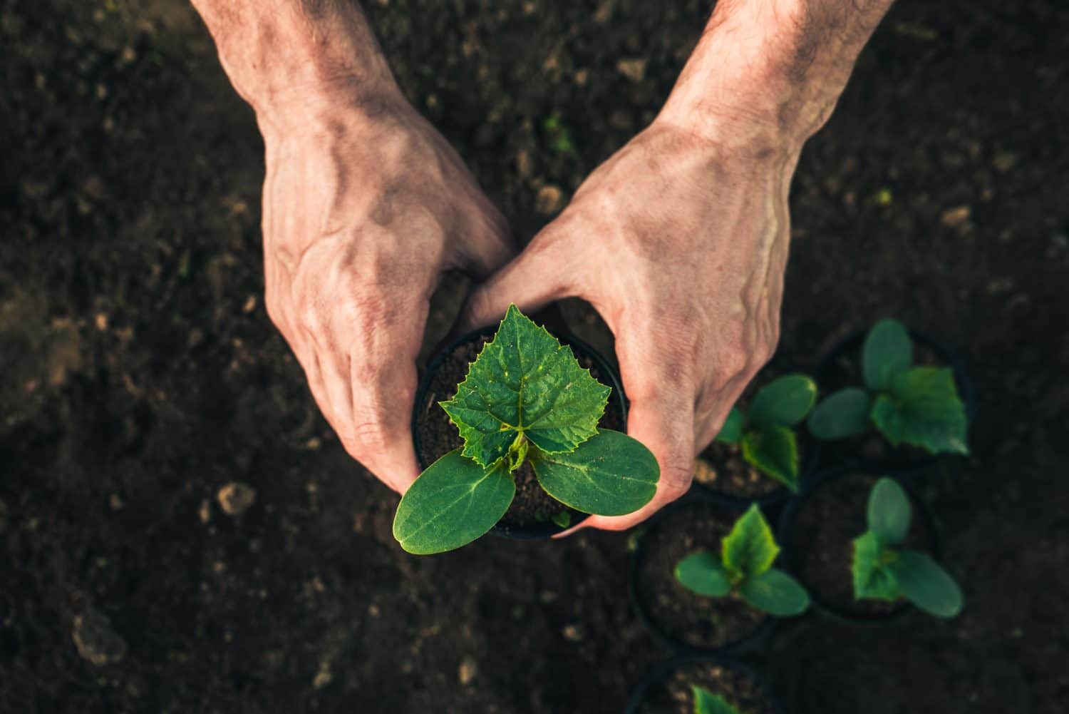 man hands plant young seedlings of cucumbers, watermelons, pumpkins or melons in black cups in the ground in the garden