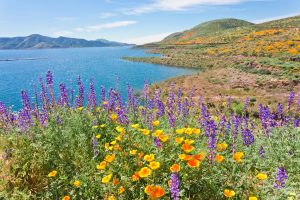 California Wildflowers Superbloom 2024: Peak Timing, Best Places to See It, and More! Picture