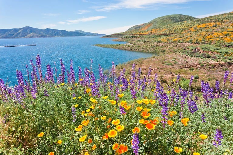 California wildflower super bloom at Diamond Valley Lake in Riverside County, one of the best place to see poppies, lupines and other colorful wildflowers