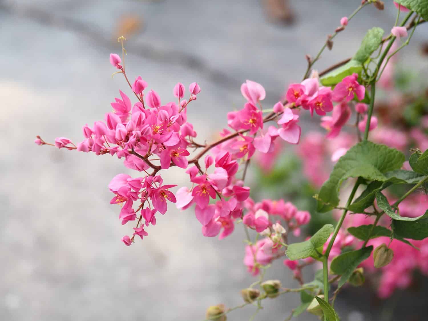 20 Vines That Produce Stunning Pink Flowers - A-Z Animals