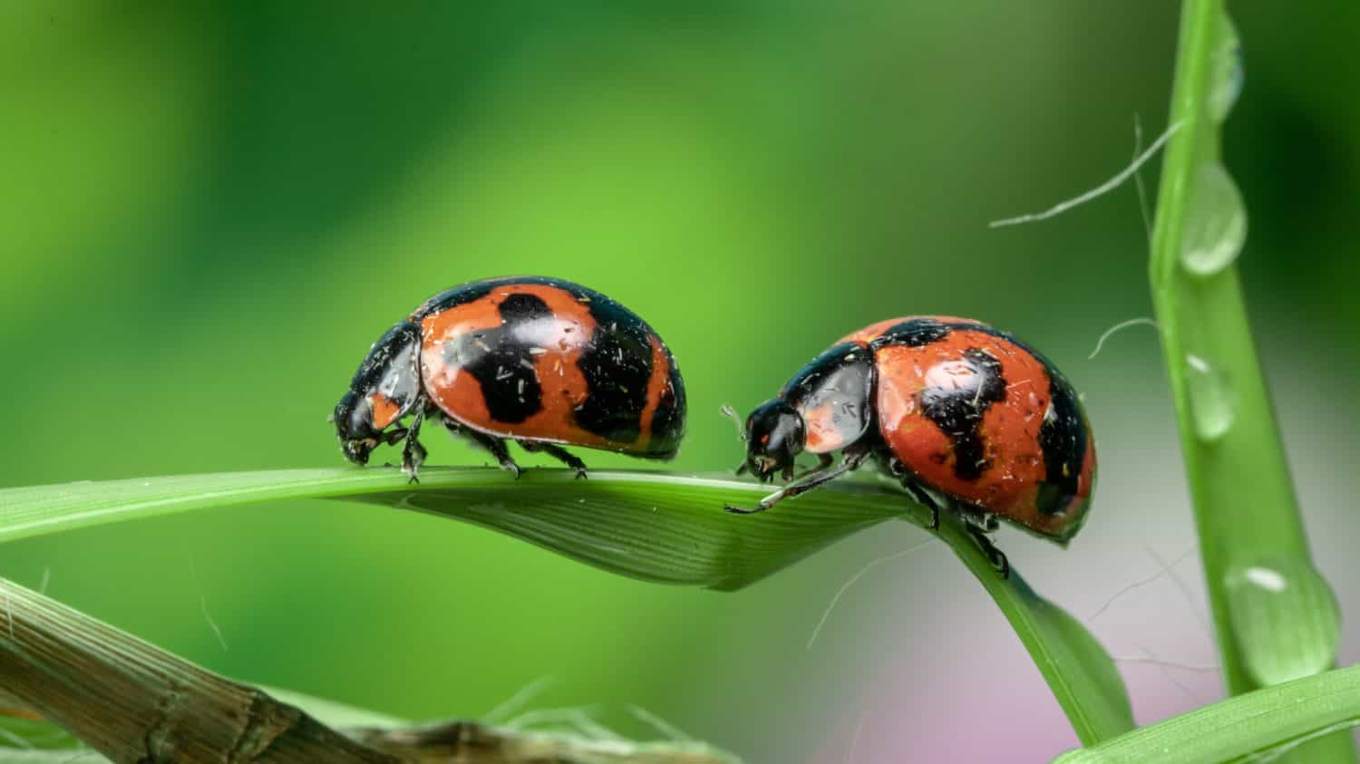 Ladybugs generally oval shaped with domed backs and flattened undersides.Females tend to be larger than males.