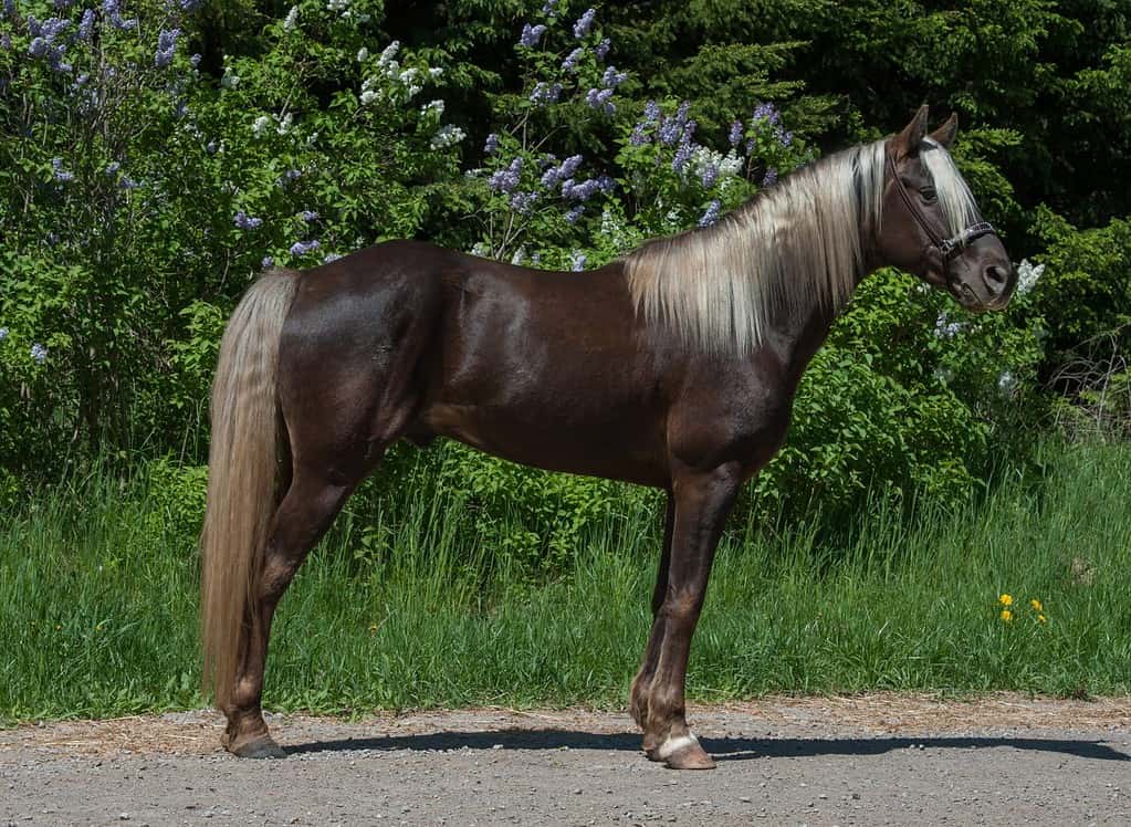horse conformation shot of purebred rocky mountain horse standing sideways view of full body of horse showing good conformation chocolate color rocky mountain horse with flax mane and tail horizontal