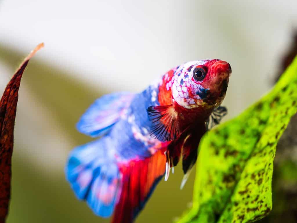 A red, white and blue betta fish next to a java fern. This is a galaxy koi betta fish. They are also known as siamese fighting fish.