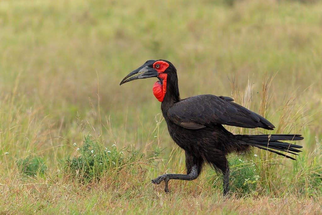 Southern Ground Hornbill (Bucorvus leadbeateri; formerly known as Bucorvus cafer) walking in the grass in Kruger National Park in South Africa