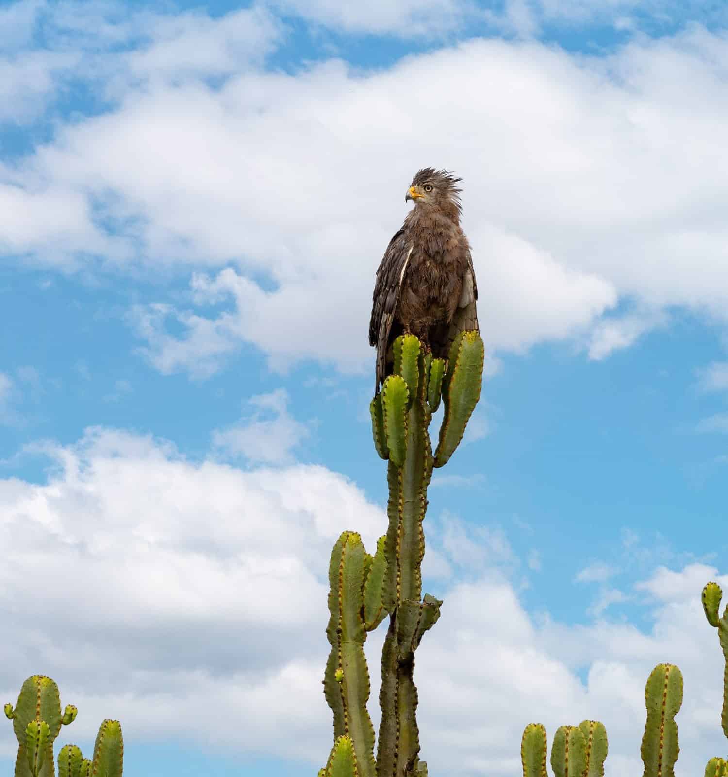 Juvenile tawny eagle, aquila rapax, perched on Euphorbia ingens cactus, or candelabra tree, against summer sky background. Tawny eagles are vulnerable in the wild with numbers decreasing.