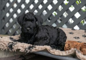 Giant Schnauzer Prices 2024: Purchase Cost, Vet Bills, and More! photo