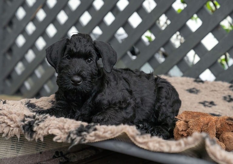 Young Black Riesenschnauzer or Giant Schnauzer dog is Lying on the carperin the Backyard.
